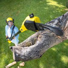 Best Lawn Renovation and Restoration  in Marine, IL